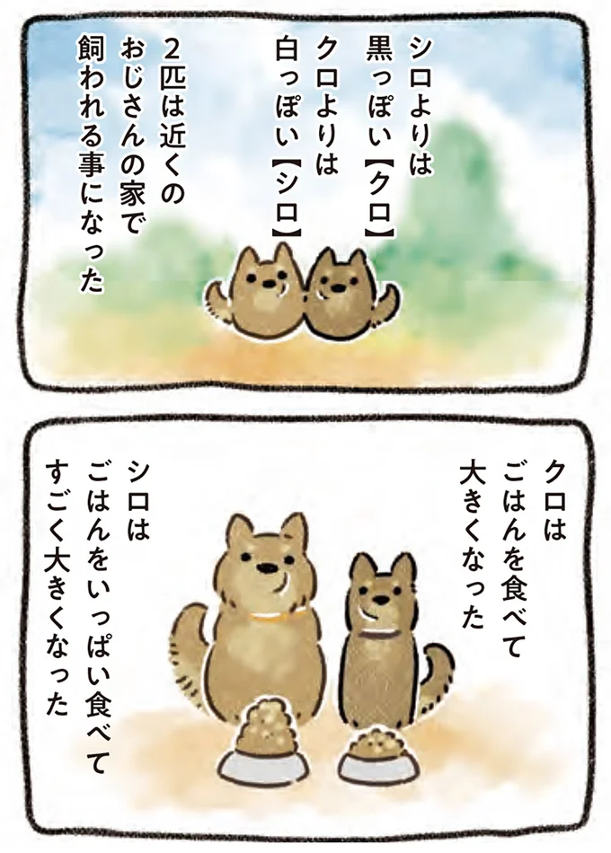 『ドベとノラ 4 犬と家族に』より