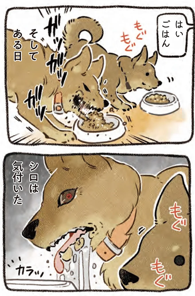 『ドベとノラ 4 犬と家族に』より