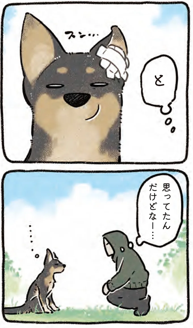 『ドベとノラ 4 犬と家族に』より