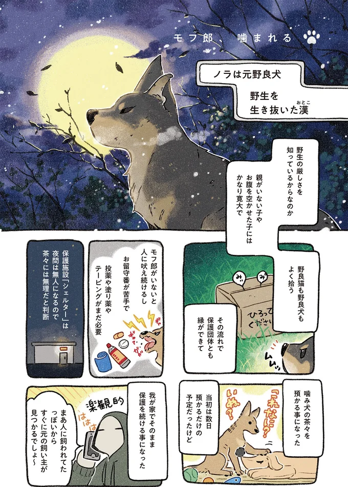 『ドベとノラ 4 犬と家族に』より