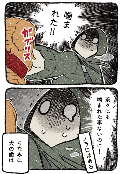 『ドベとノラ 4 犬と家族に』より