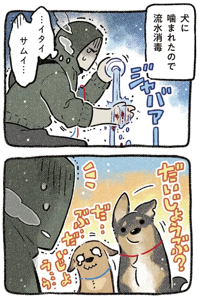 『ドベとノラ 4 犬と家族に』より