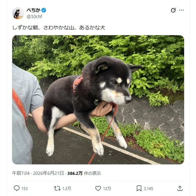 なんと歩かないわんちゃんでした!▶方手持ちする飼い主さんも凄いです(⇒次へ)