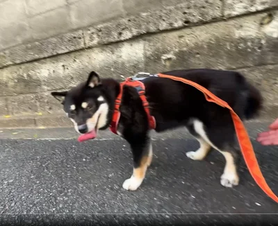 こちらをチラリ▶後ろから飼い主さんの手が伸びています（⇒次へ）