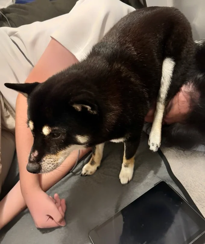 なぜか顔におしりを乗せているわんちゃん▶後ろからそっと…（⇒次へ）