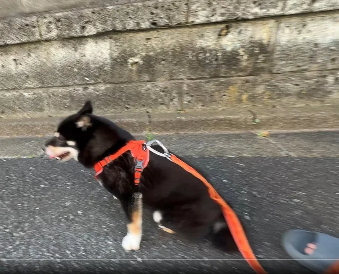 背後から近づく飼い主さん▶わんこに気付かれたようです（⇒次へ）