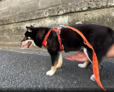 お腹の下に手が伸びて▶嫌がる様子はありません（⇒次へ）