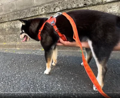 すっとキャッチ！▶なんとも自然な様子です（⇒次へ）