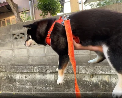 しっかりと持ち上がりました▶お互いに慣れている様子ですね（⇒次へ）