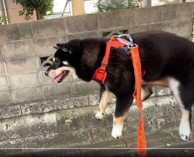 見事なフォークリフト▶ワンコとの散歩で鍛えられるのは…（⇒次へ）