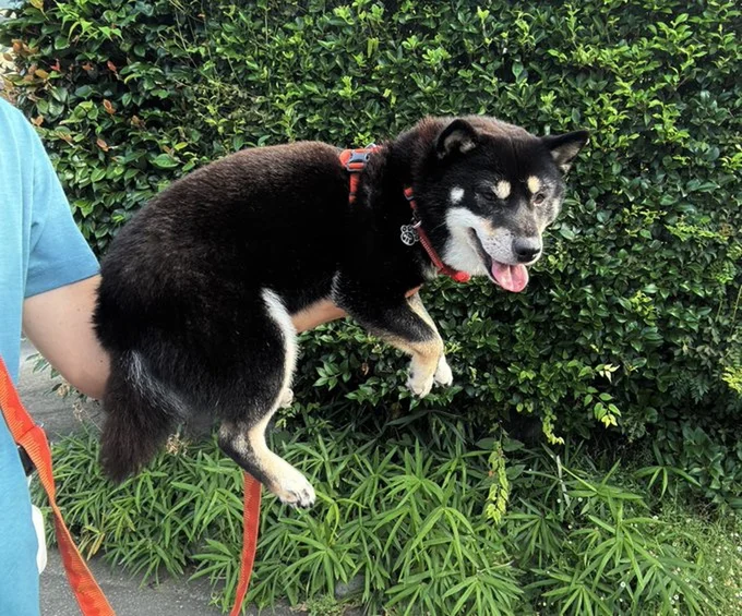 せめて5分くらいは歩いてほしいと思っている飼い主さま▶体調が悪いのかと心配しましたが(⇒次へ)