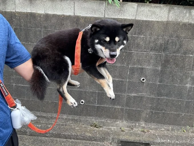 涼しくてもあるかな犬▶運動しているのは誰!?(⇒次へ)