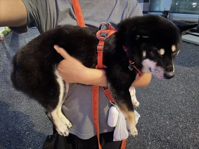 犬を持って1時間ほど歩いて汗だく…▶飼い主さんも抱っこが好きとのことです（⇒次へ）