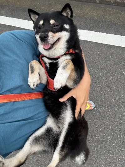 「歩きたくありませーん」（⇒次からは、動物と「家族」になるって、決して当たり前のことじゃない、大切な犬たちと過ごすエピソード『ドベとノラ 4 犬と家族に』が読めます）