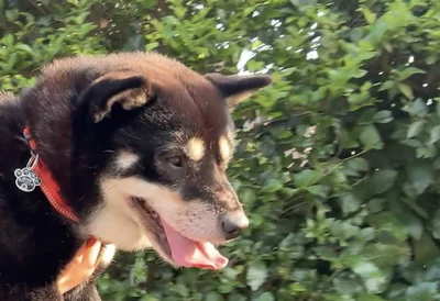 こんなにさわやかな朝なのに…「絶対に歩かない犬」のまさかの散歩姿に12万いいね！