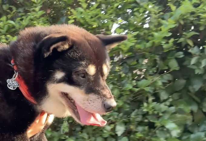 犬はお散歩が好きなイメージですが…