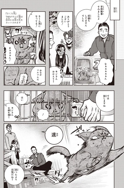 さくら耳になってる！