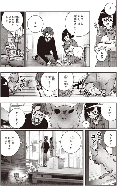 やっぱ野良ちゃんなのか…