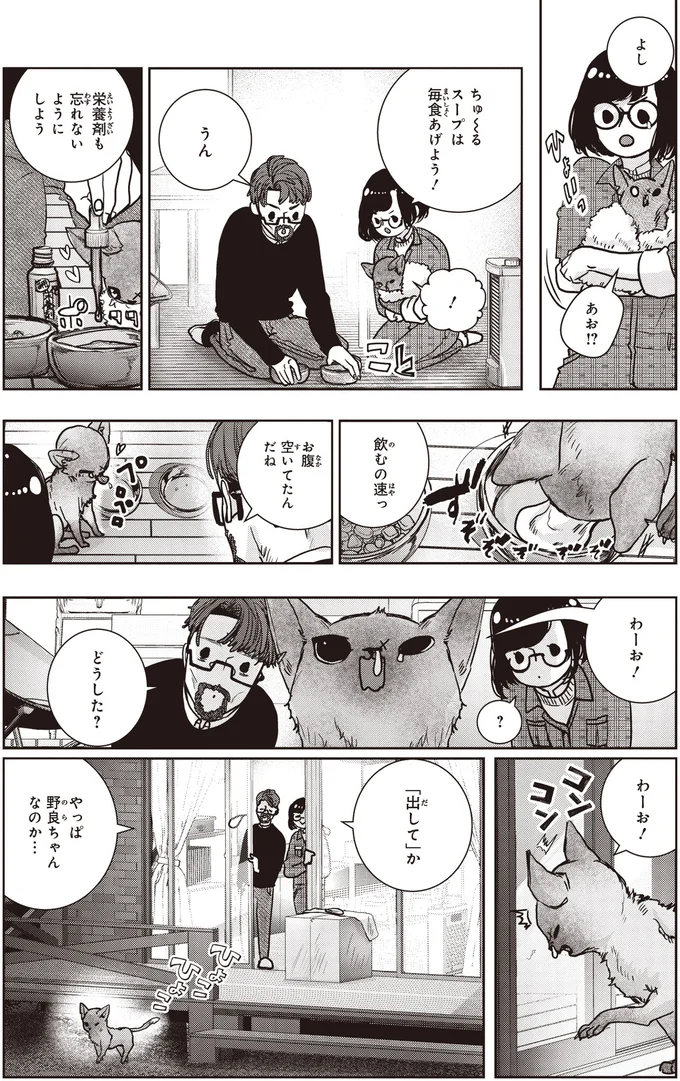 やっぱ野良ちゃんなのか…