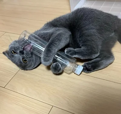 渡すもんか…！▶至近距離（⇒次へ）