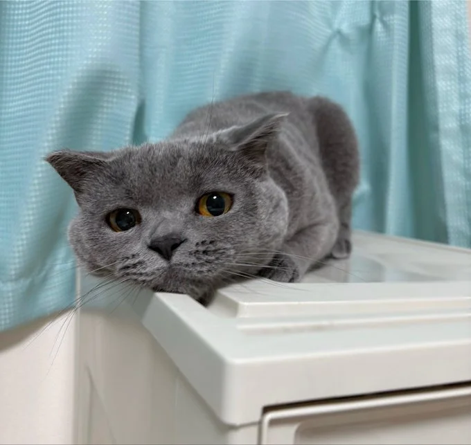 目線がたまらなくかわいいですね♡▶スーパープリティプリティキャット（⇒次へ）
