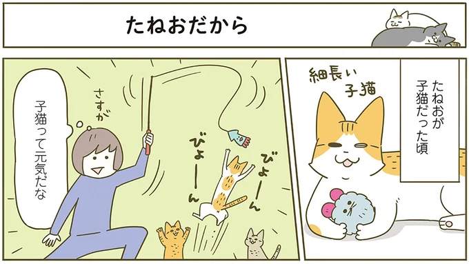 たねおだから