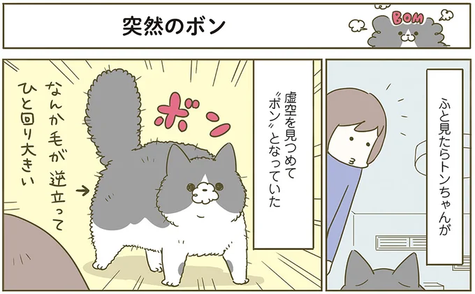 『うちの猫がまた変なことしてる。6』より