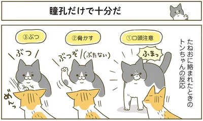 『うちの猫がまた変なことしてる。6』より