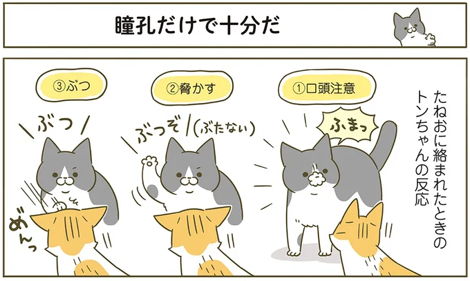 『うちの猫がまた変なことしてる。6』より
