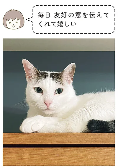 『うちの猫がまた変なことしてる。6』より