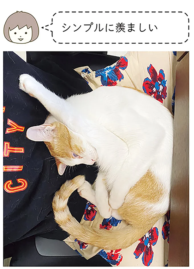 『うちの猫がまた変なことしてる。6』より