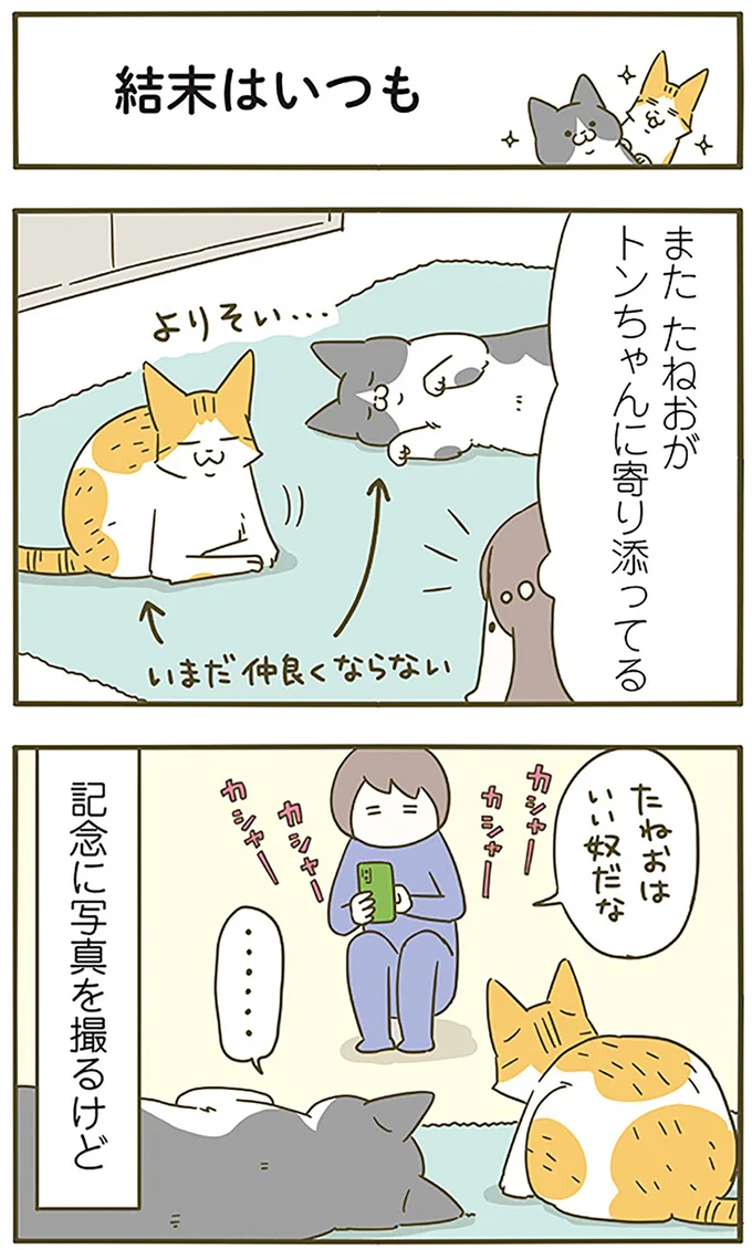 『うちの猫がまた変なことしてる。6』より