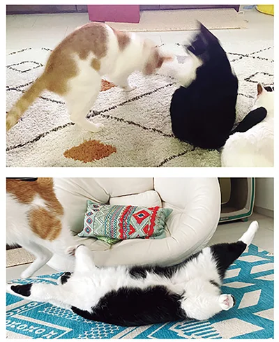 『うちの猫がまた変なことしてる。6』より