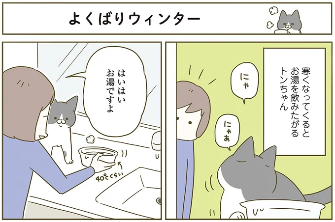 『うちの猫がまた変なことしてる。6』より