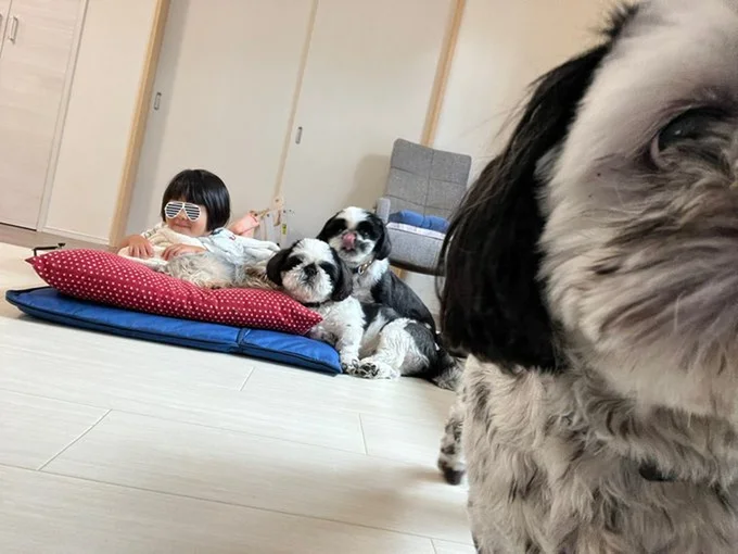 みんなで仲良くテレビ観賞▶レタスが室内に散らばっている！？（⇒次へ）