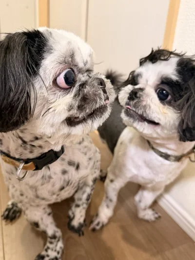 ヨークシャーテリアのウーキーちゃんのお世話がしたくて勃発した小競り合い▶耳をベロンベロンに舐めてお世話をしたい（⇒次へ）