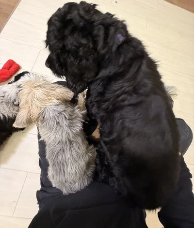 ヨークシャーテリアのウーキーちゃんと末っ子のアメリカンコッカースパニエルのオジャルちゃん▶「絶対だめ！みかんの独り占め！僕らにもちょうだいよ」（⇒次へ）