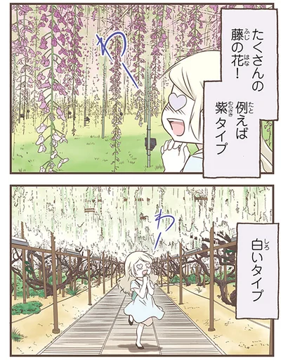 たくさんの藤の花！