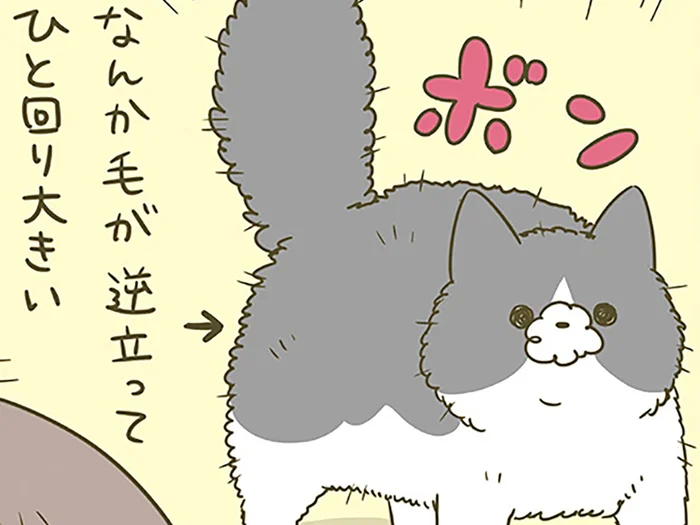 無言＆ボン！ 毛が逆立ってひと回り大きくなっている猫の謎