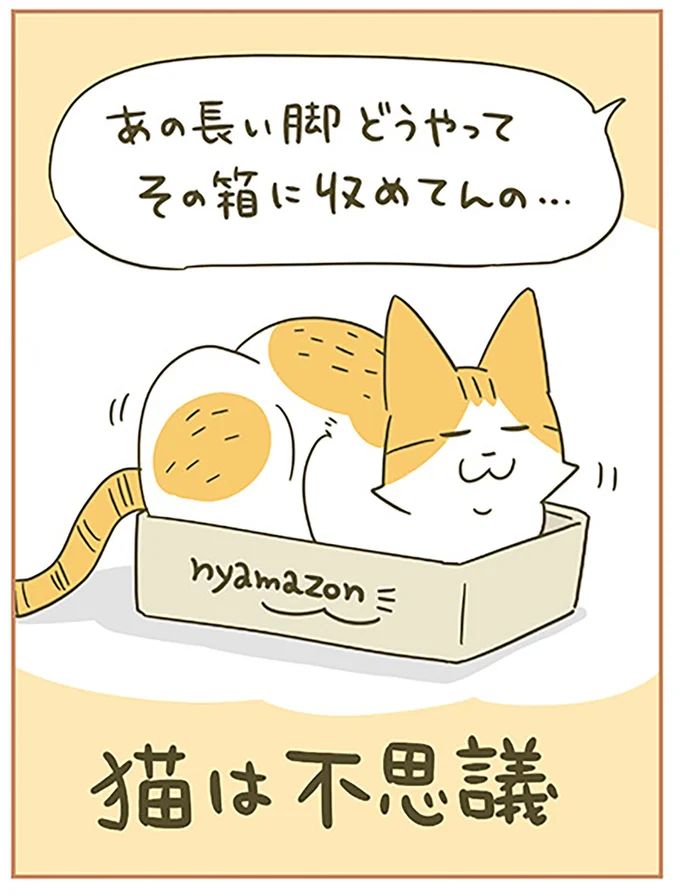 猫は不思議
