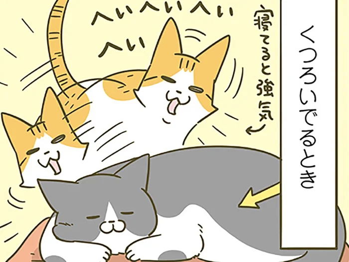 絡んでくる後輩猫にお帰りいただきたい先輩猫。一番効く対応は？
