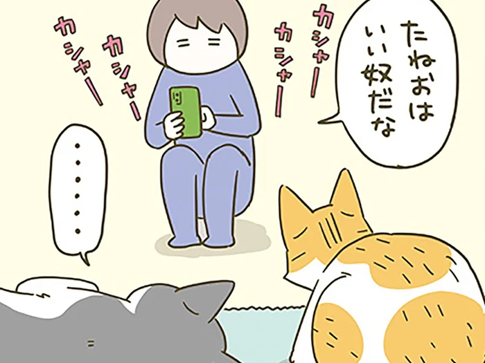 未だ仲良くなれない猫たち。近づいた2匹を写真に収めたいけど
