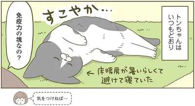免疫力の塊なの？