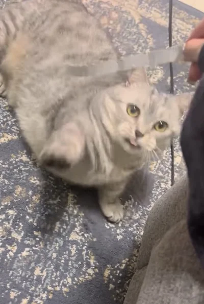 遊びに付き合う律儀な猫かと思いきや…表情を見ると「不満ありそう（笑）」