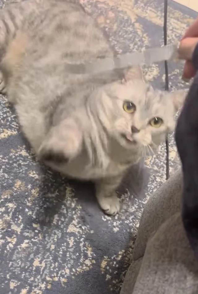 遊びに付き合う律儀な猫かと思いきや…表情を見ると「不満ありそう（笑）」