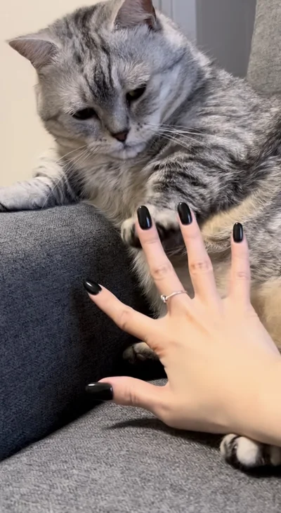 飼い主さんが「パー」と手を広げる▶もちくんはやってくれるのか…（⇒次へ）