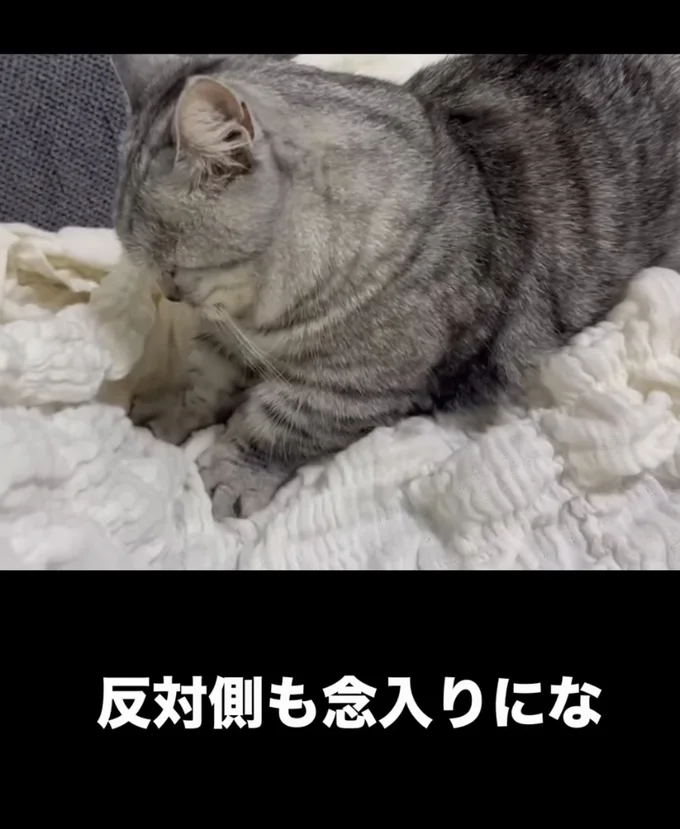 念入りに「ふみふみ」▶掻いているのは飼い主さんですよ…(⇒次へ)
