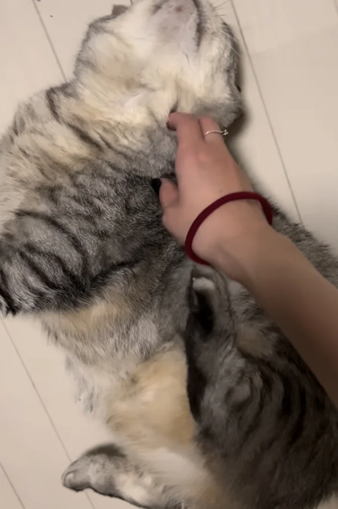 顎下を掻いてもらっている▶後ろ足が…(⇒次へ)