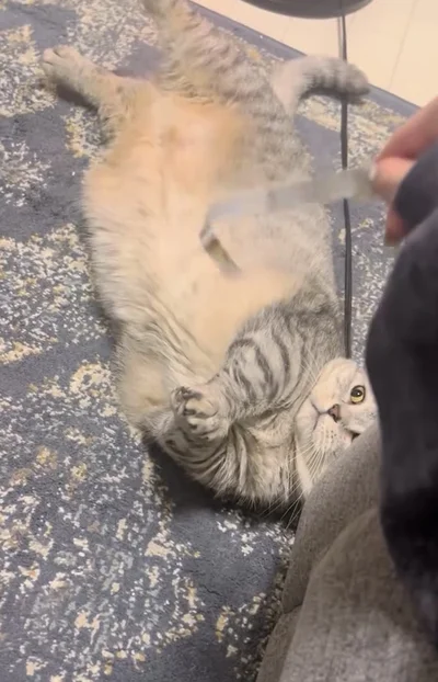 紙をねらっている▶前足を伸ばして…（⇒次へ）