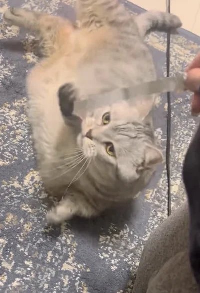 捕まえようと夢中▶紙に手が届かず…（⇒次へ）